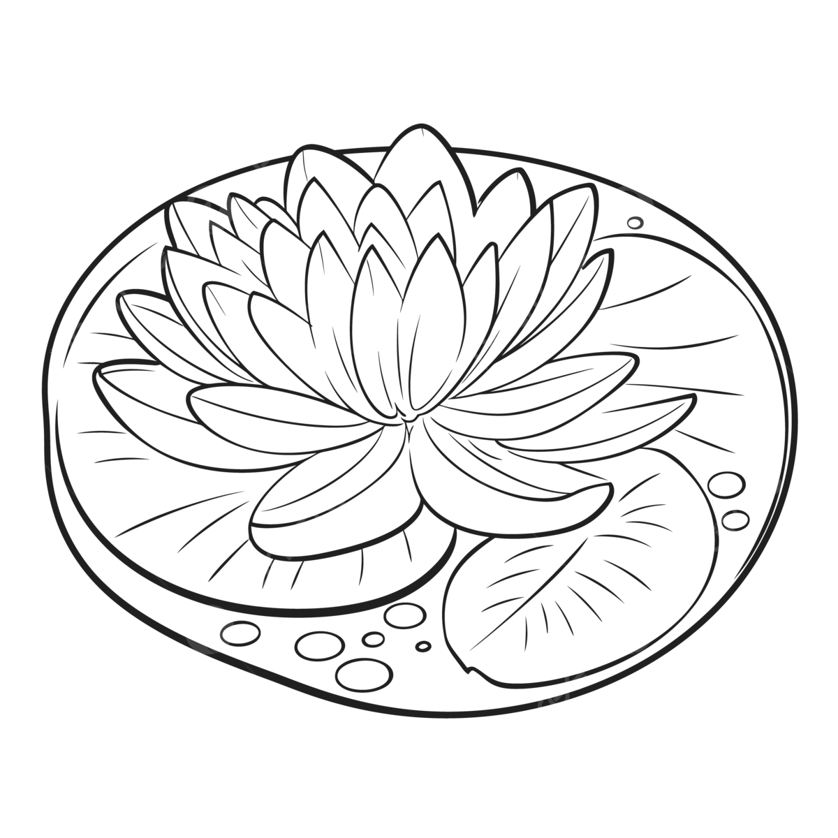 Water lily coloring pages inspirational lilypad coloring pages outline sketch drawing vector wing drawing rat drawing water drawing png and vector with transparent background for free download
