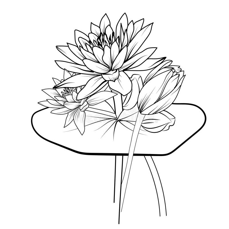 Lily pad drawing stock illustrations â lily pad drawing stock illustrations vectors clipart