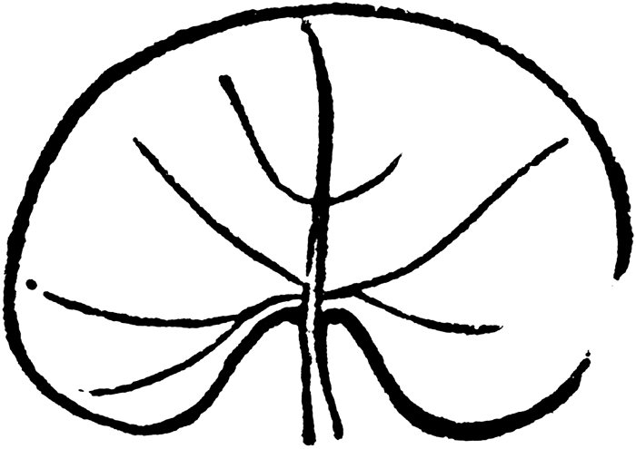Free printable lily pad coloring pages for kids
