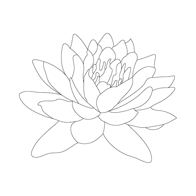 Premium vector water lily coloring page and line art flower sketch with flower vector illustration
