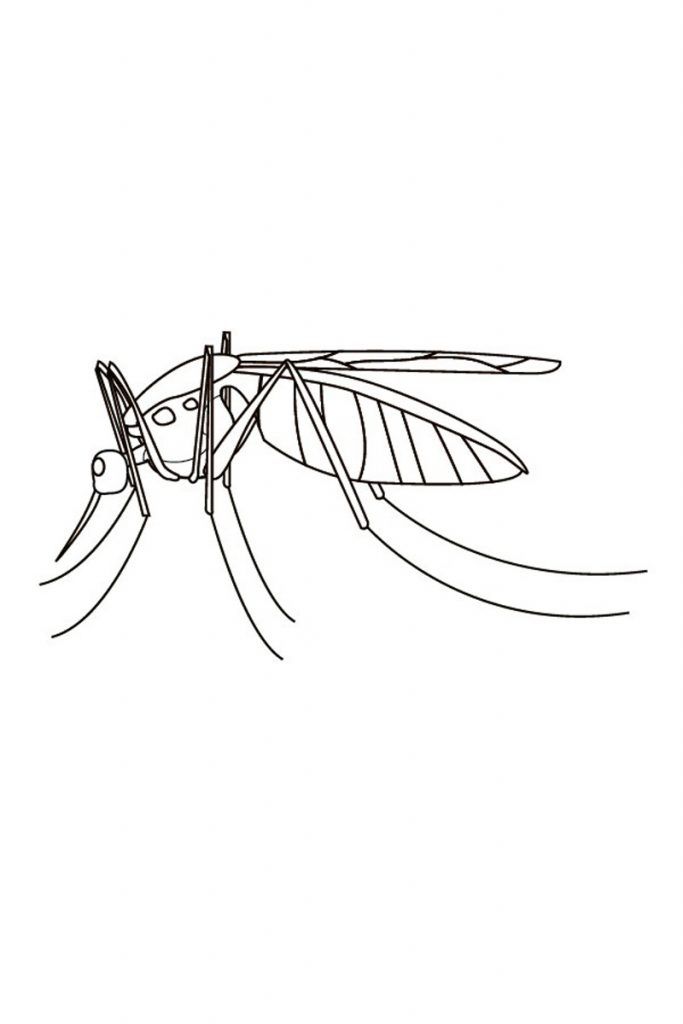 Free printable mosquito coloring pages for kids mosquito animal coloring pages coloring pages