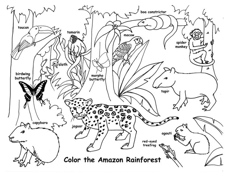 Draw an amazon rainforest rainforest animals amazon rainforest animals animal habitats