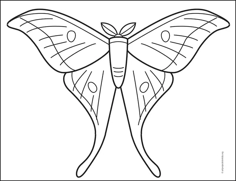 Easy how to draw a moth tutorial and moth coloring page