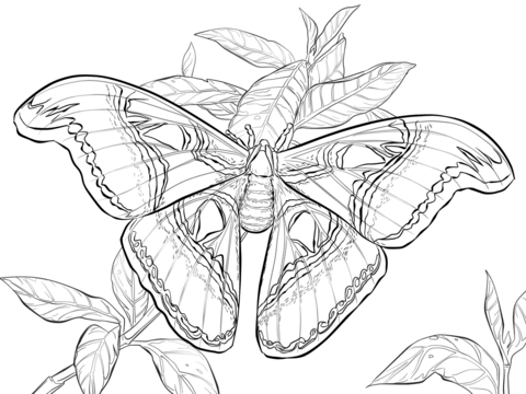 Realistic atlas moth coloring page from moth category select from printable crafts of cartoons naâ atlas moth animal coloring pages dragon coloring page