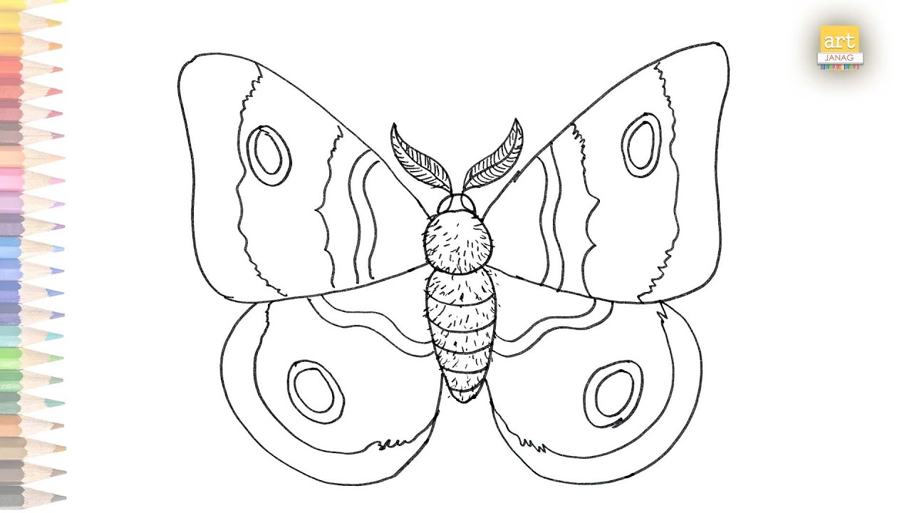 Moth insect outline drawing easy how to draw a moth butterfly step by step outline drawings