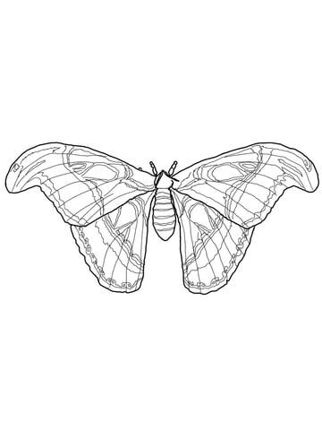 Atlas moth coloring page from moth category select from printable crafts of cartoons nature animals bible aâ atlas moth moth drawing butterfly artwork