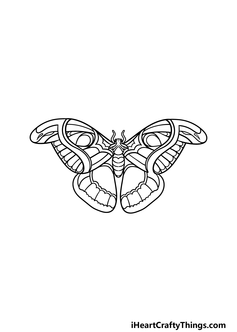 Moth drawing