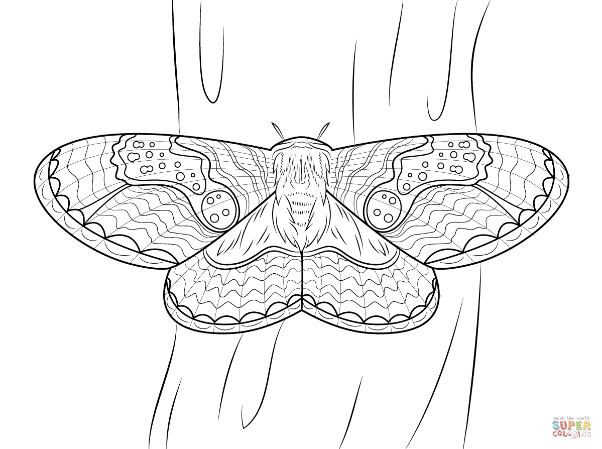 Brahmeid moth coloring page free printable coloring pages