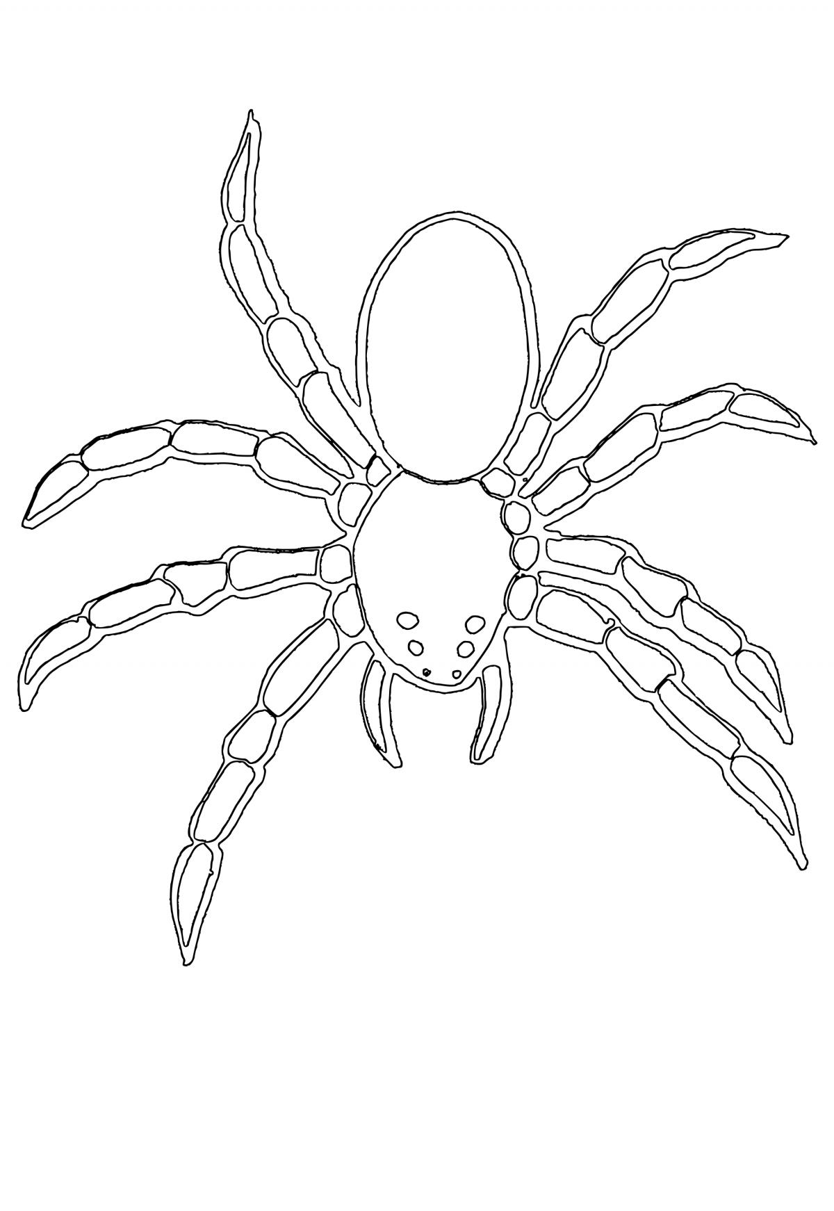Free printable spider easy coloring page for adults and kids