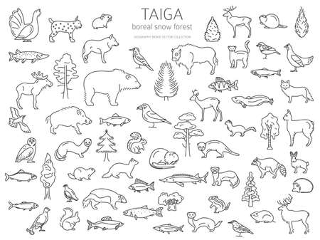 Taiga biome boreal snow forest thin simple line design terrestrial ecosystem world map animals birds fish and plants infographic elements vector illustration ù ùùø øªøµù ùù ù