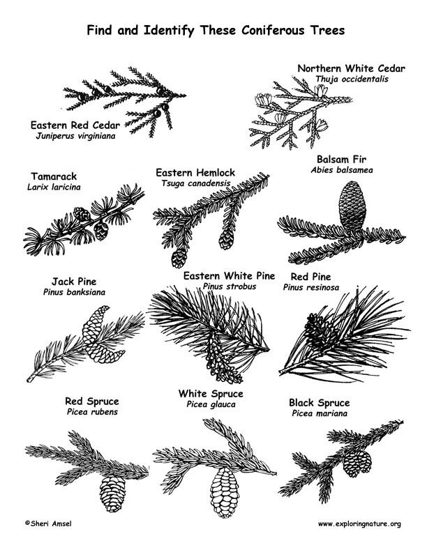 Coniferous tree identification activity tree identification tree id trees to plant