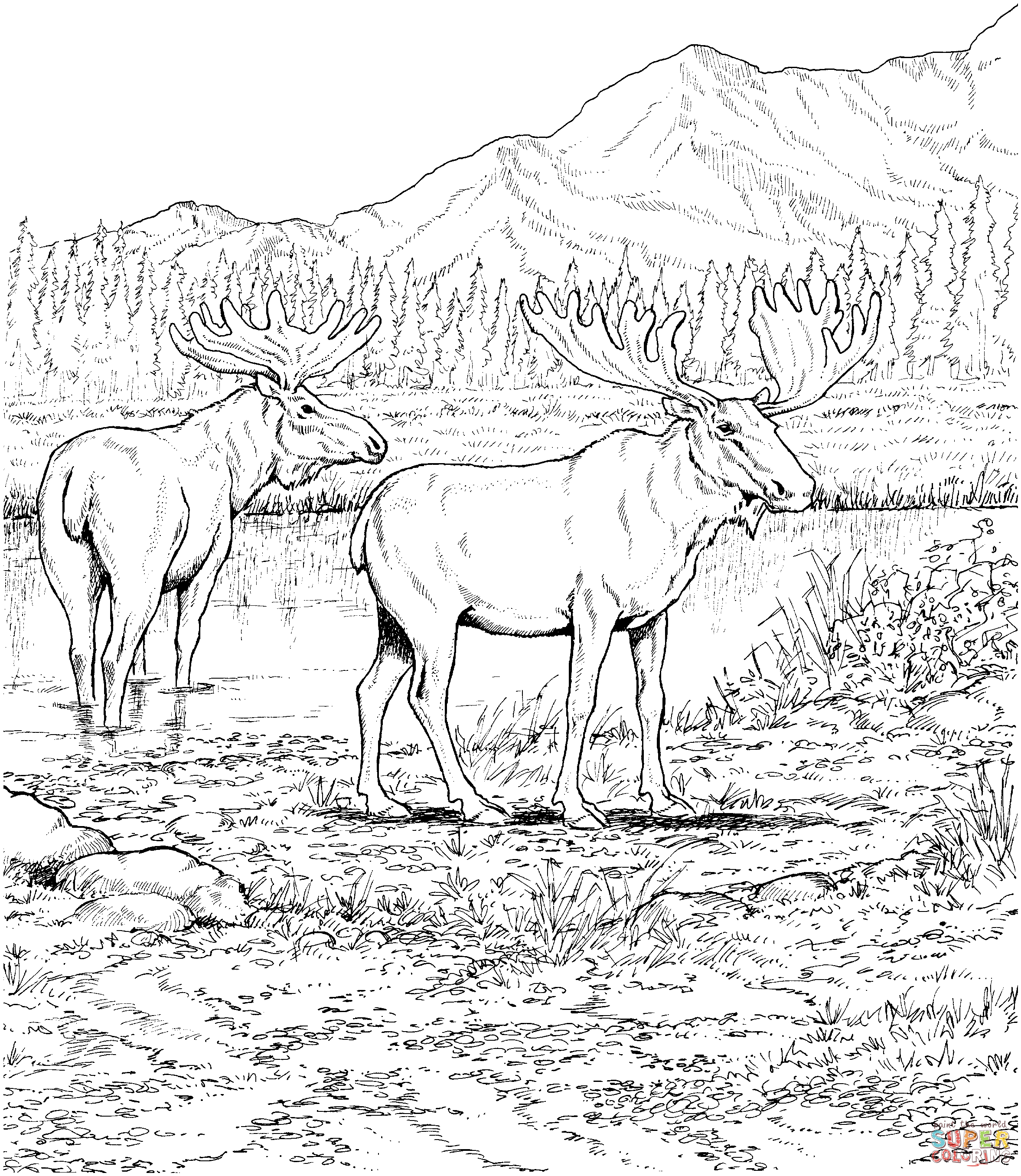 Two moose deers coloring page free printable coloring pages animal coloring pages animal coloring books coloring pages