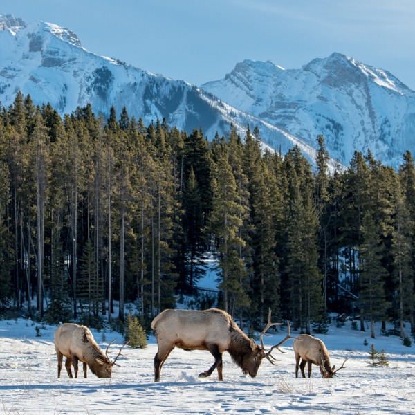 Boreal foresttaiga biome lets talk science