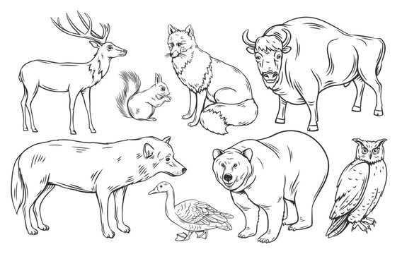 Woodland animals outlines images â browse photos vectors and video