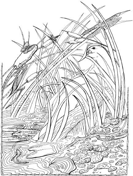 Taiga biome colouring pages page colouring pages sketches abstract artwork