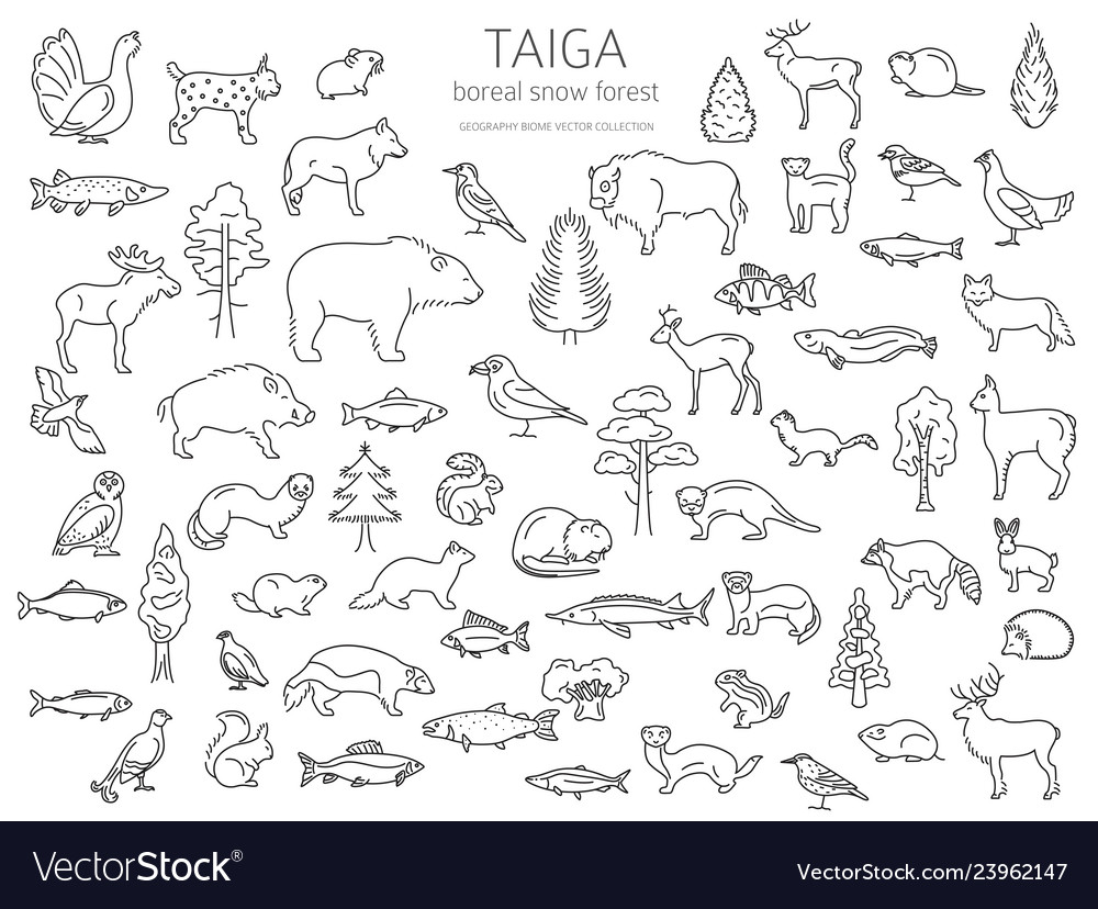 Taiga biome boreal snow forest thin simple line vector image