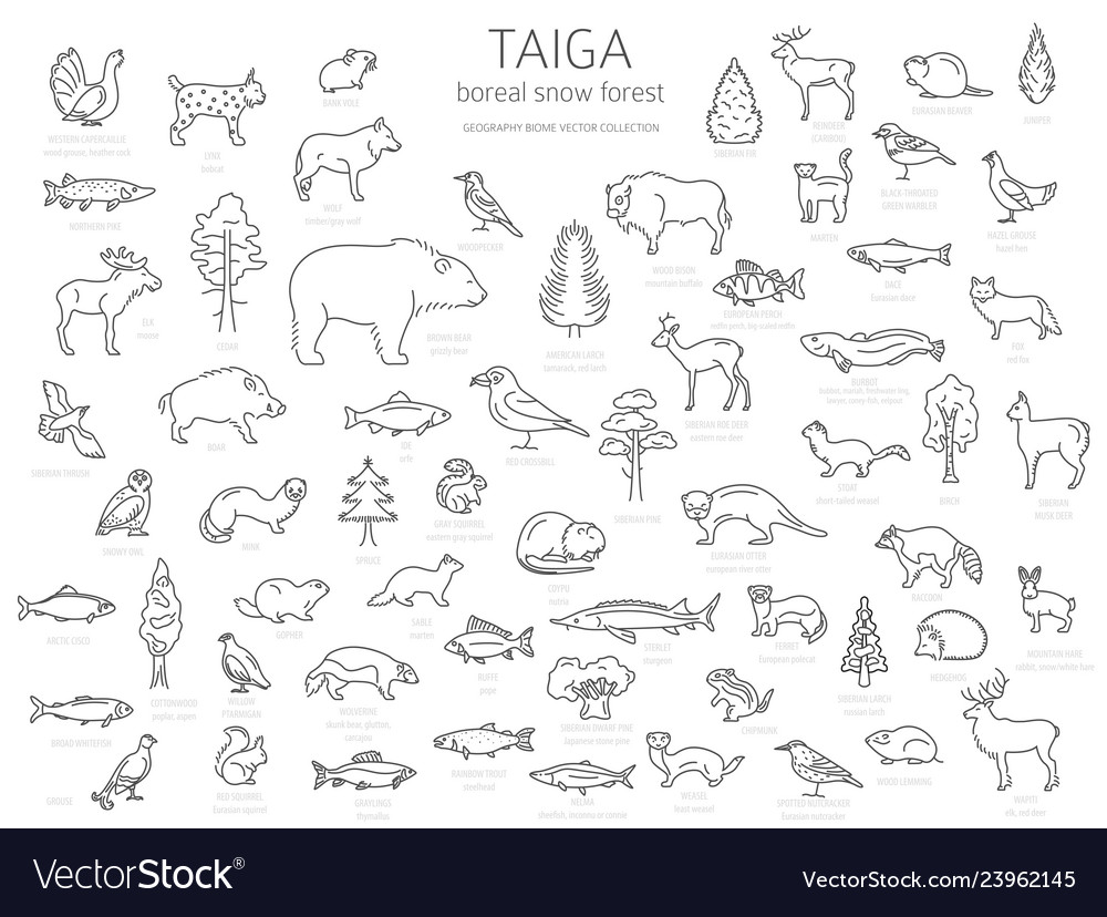 Taiga biome boreal snow forest thin simple line vector image