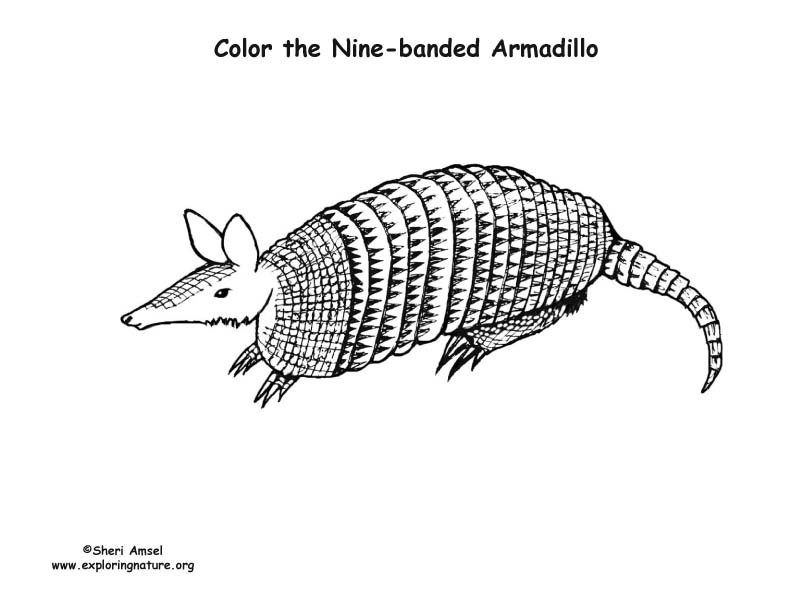 Armadillo coloring page