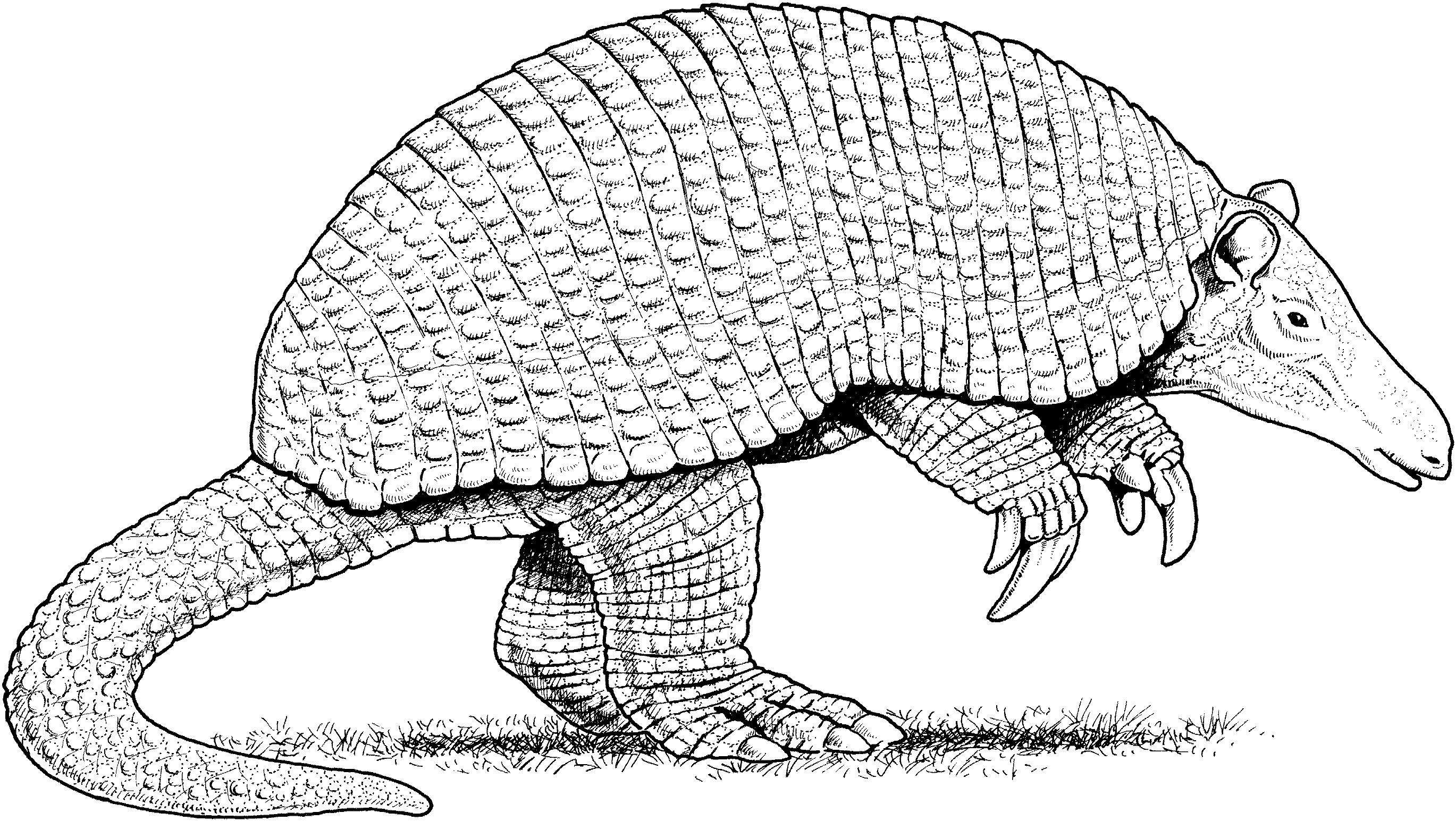 Armadillo coloring pages