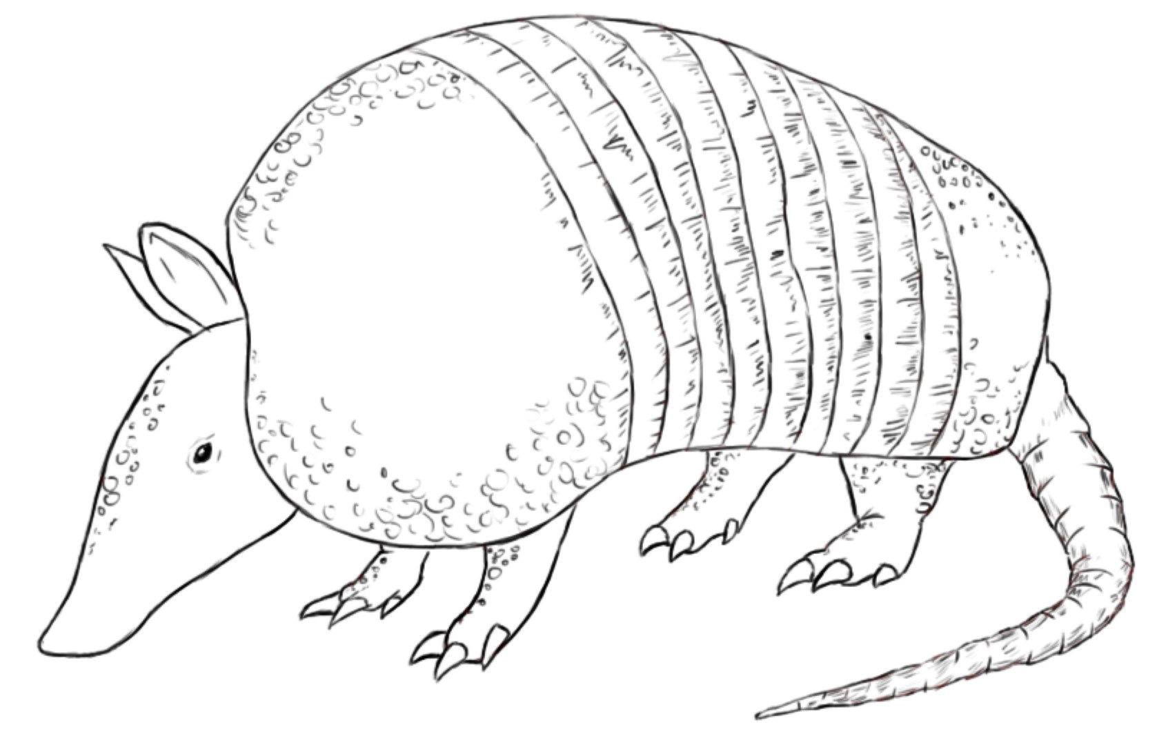 Armadillo coloring pages