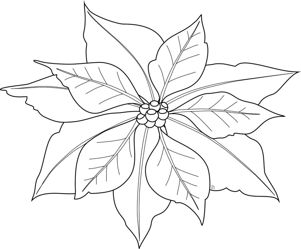 Free printable poinsettia coloring pages for kids christmas coloring pages flower coloring pages christmas poinsettia