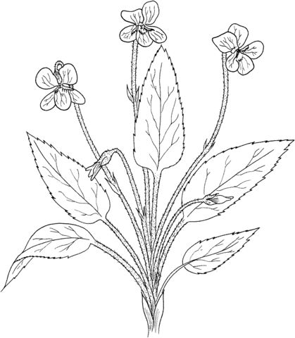 Viola fimbriatula or northern downy violet coloring page free printable coloring paâ free coloring pages free printable coloring pages free printable coloring