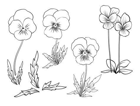 Violet flower drawing images â browse photos vectors and video