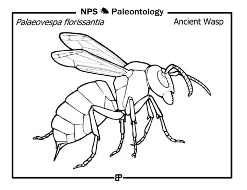 Wasp coloring pages free coloring pages