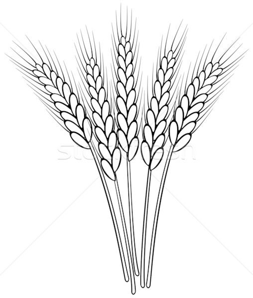 Wheat drawing coloring pages nature black and white sketches