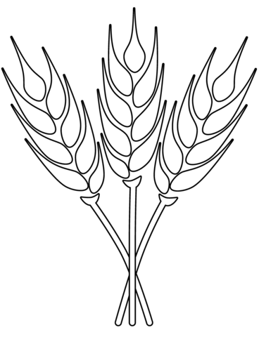 Wheat coloring page free printable coloring pages