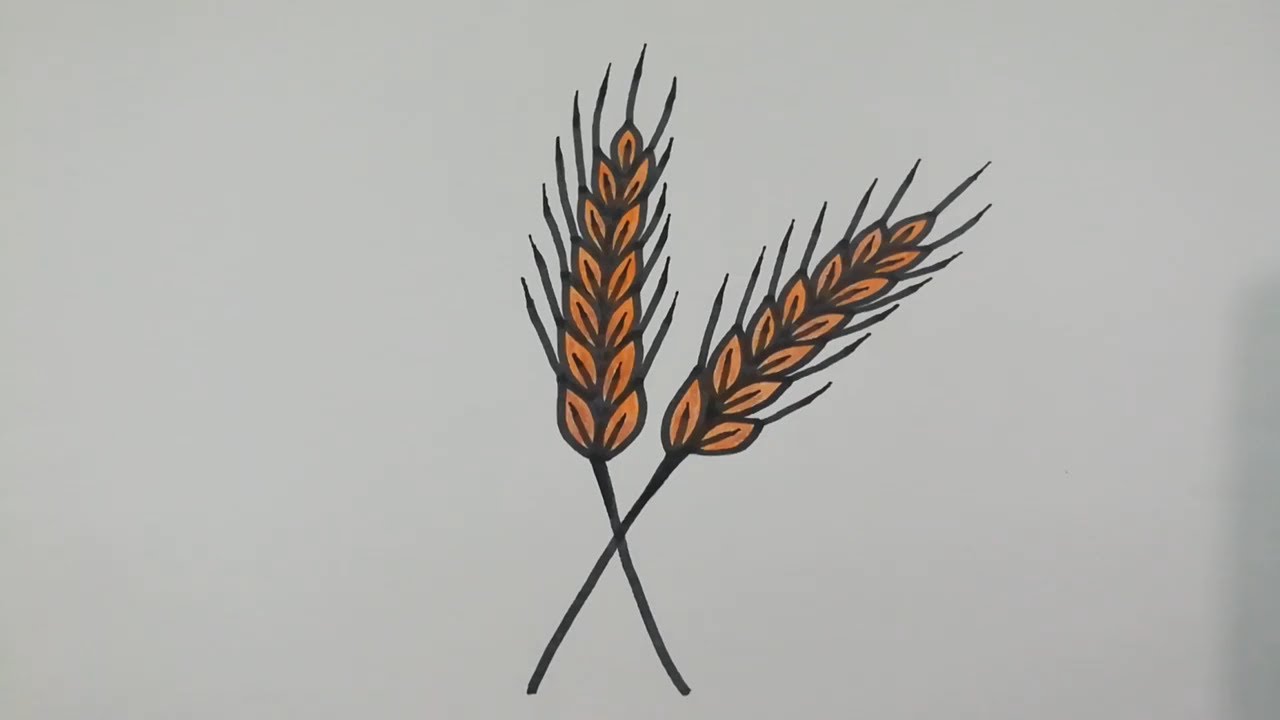 How to draw wheat step by step l easy drawing tutorial