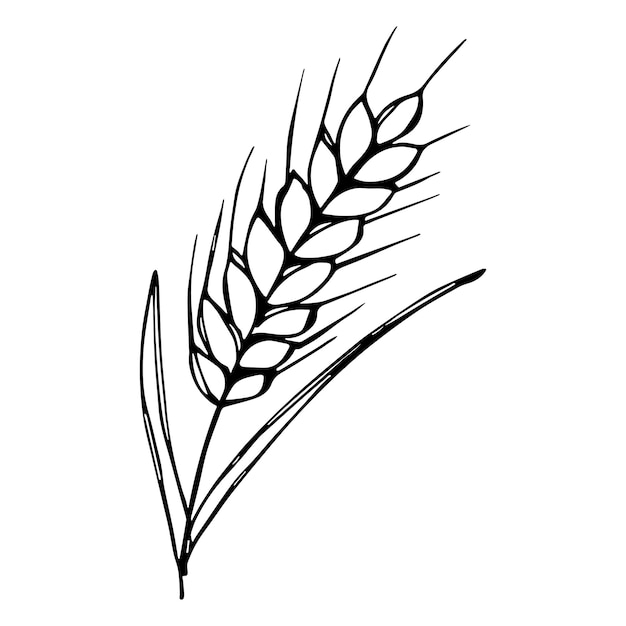 Premium vector vector hand drawn wheat doodle illustration cute harvest clipart farm market product
