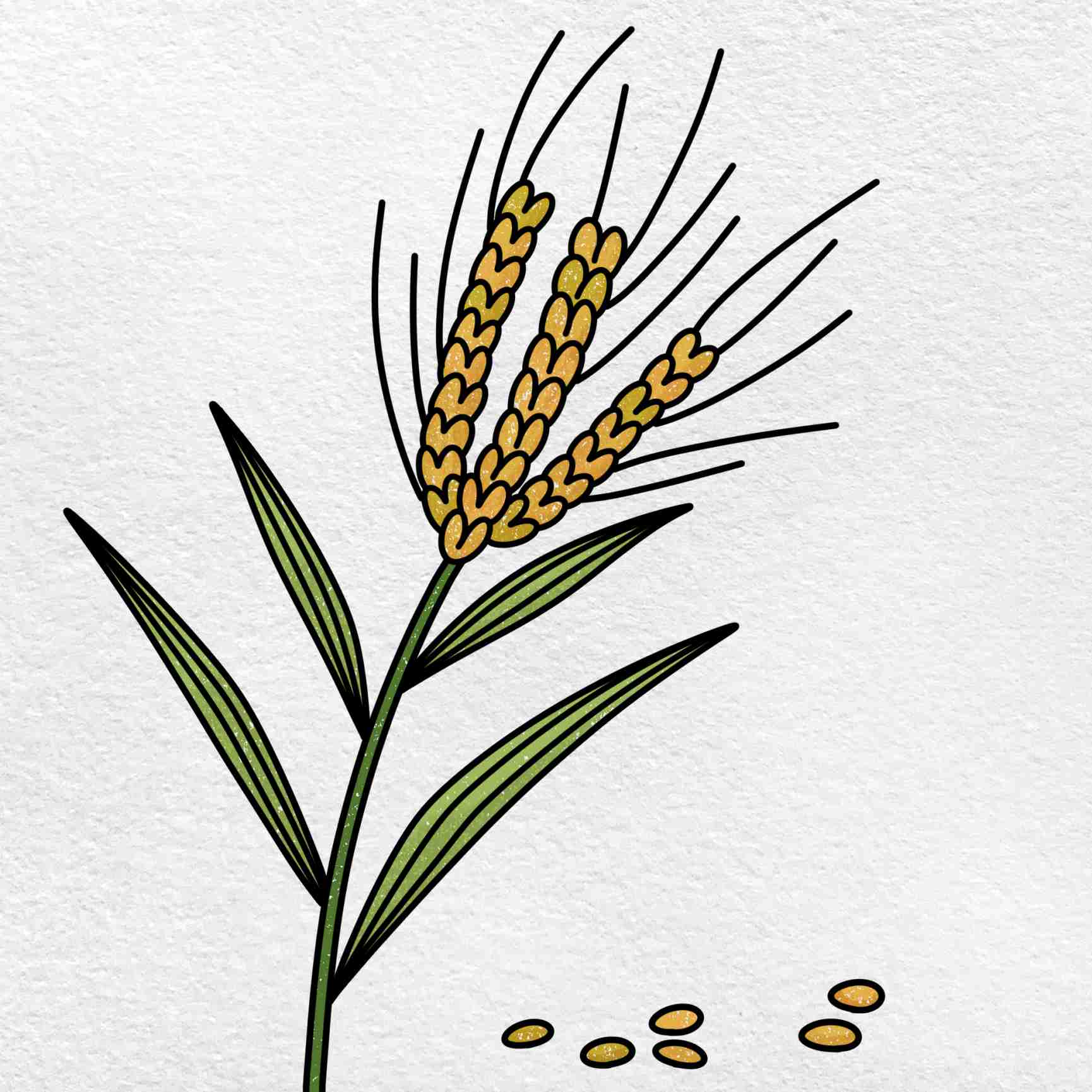 How to draw grains