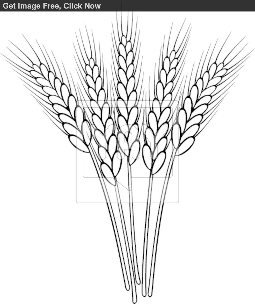 Wheat stalk clip art black and white sketch coloring page wheat drawing black and white sketches coloring pages nature