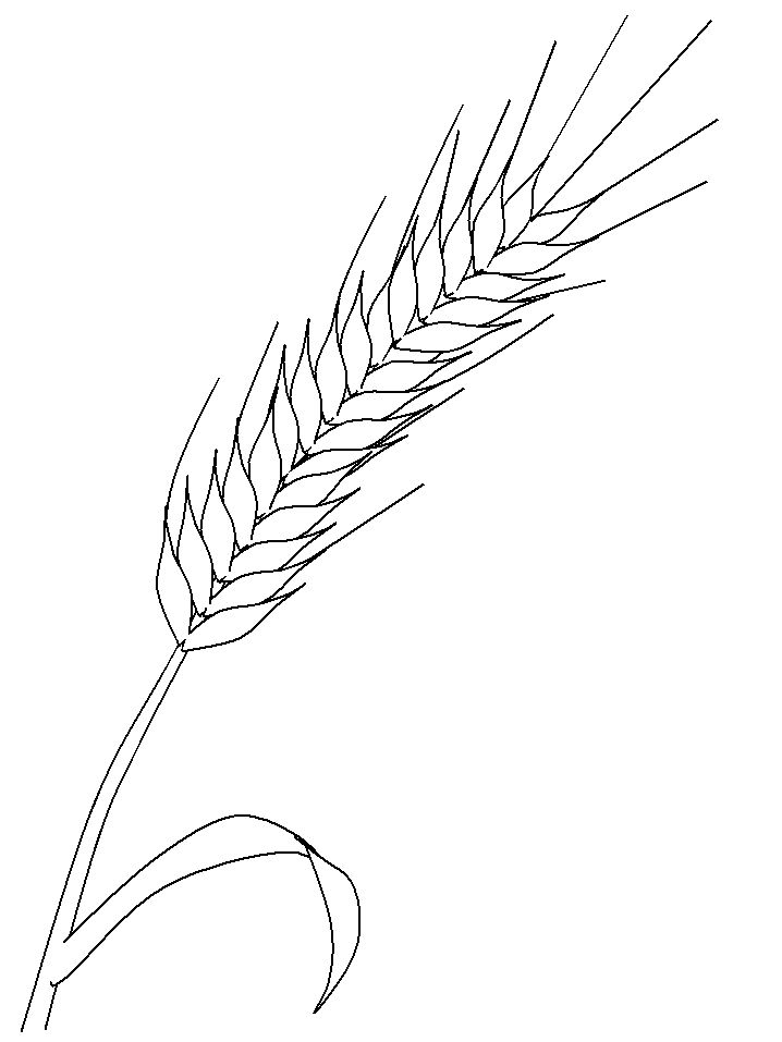 Wheat coloring pages coloring free online rye coloring pages coloring pages to print free printable wall art