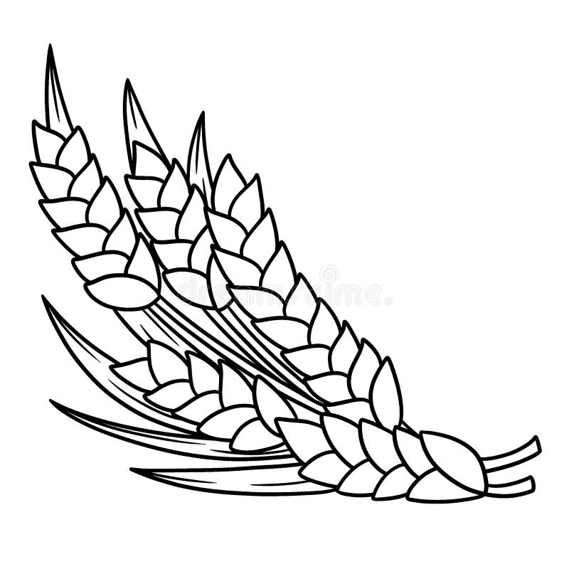 Harvest wheat coloring stock illustrations â harvest wheat coloring stock illustrations vectors clipart
