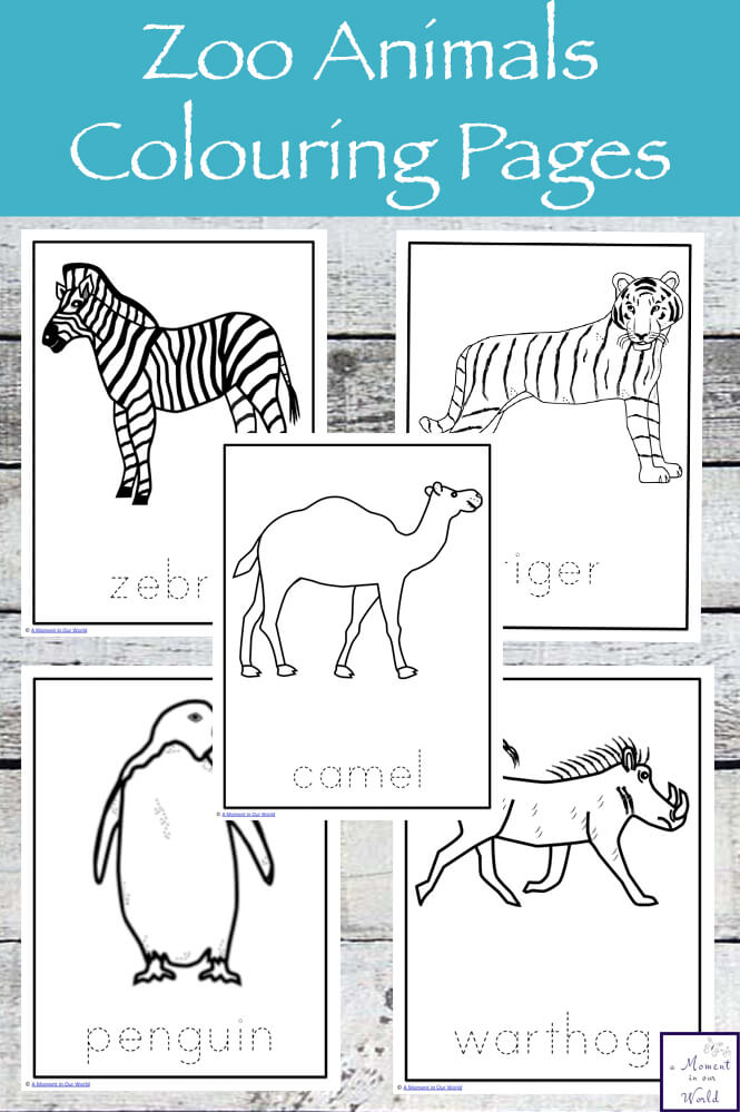 Zoo animals colouring pages