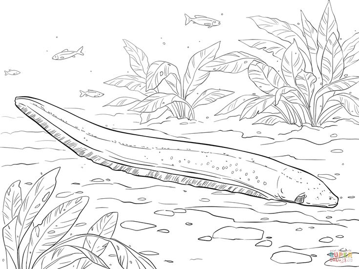 Electric eel coloring page free printable coloring pages coloring pages free printable coloring pages free printable coloring