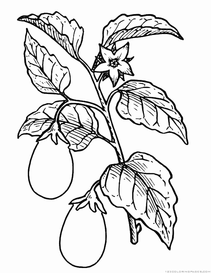Eggplant coloring pages