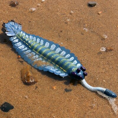 Organism model simulation anomalocaris educational toys sea scorpion figurine