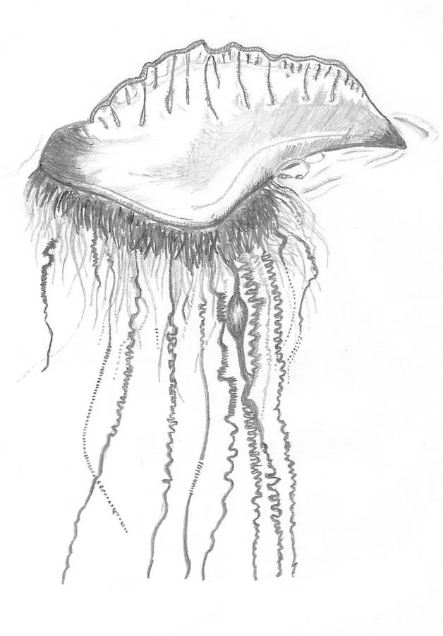 Coloring pages portuguese man of war printable for kids adults free