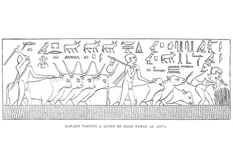 Ancient egyptian depiction of buffalo herd at waterhole coloring page free printable coloring pages