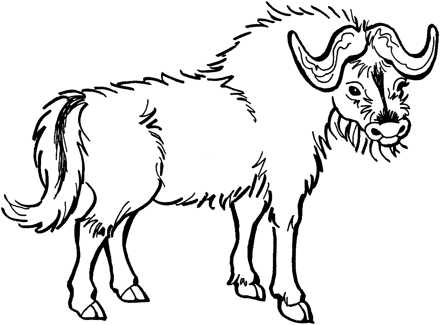 Buffalo coloring pages