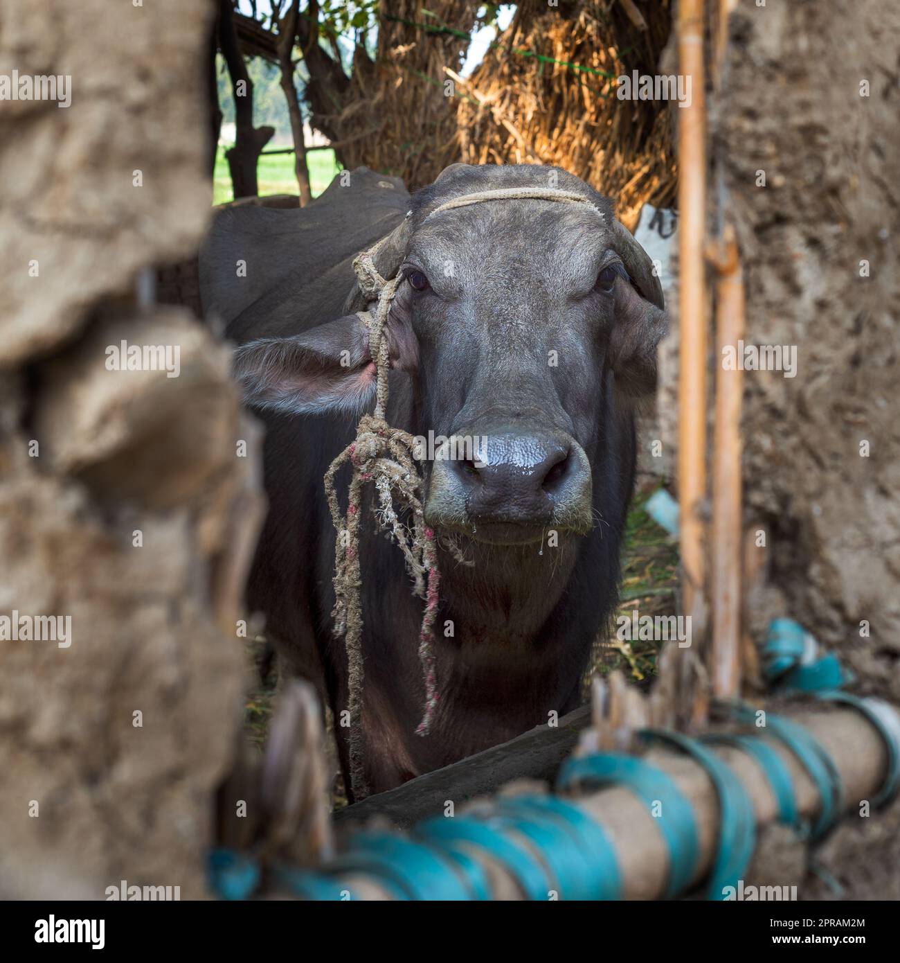 Egyptian buffalo hi