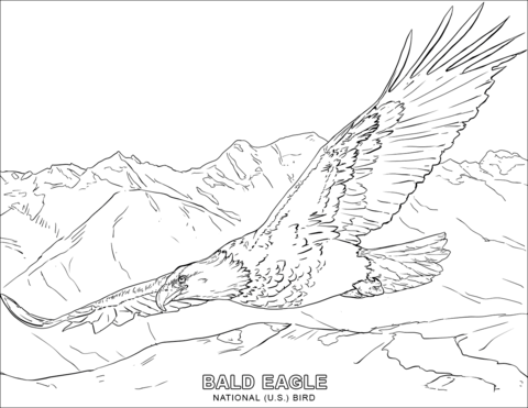 Dibujo de el ãguila calva