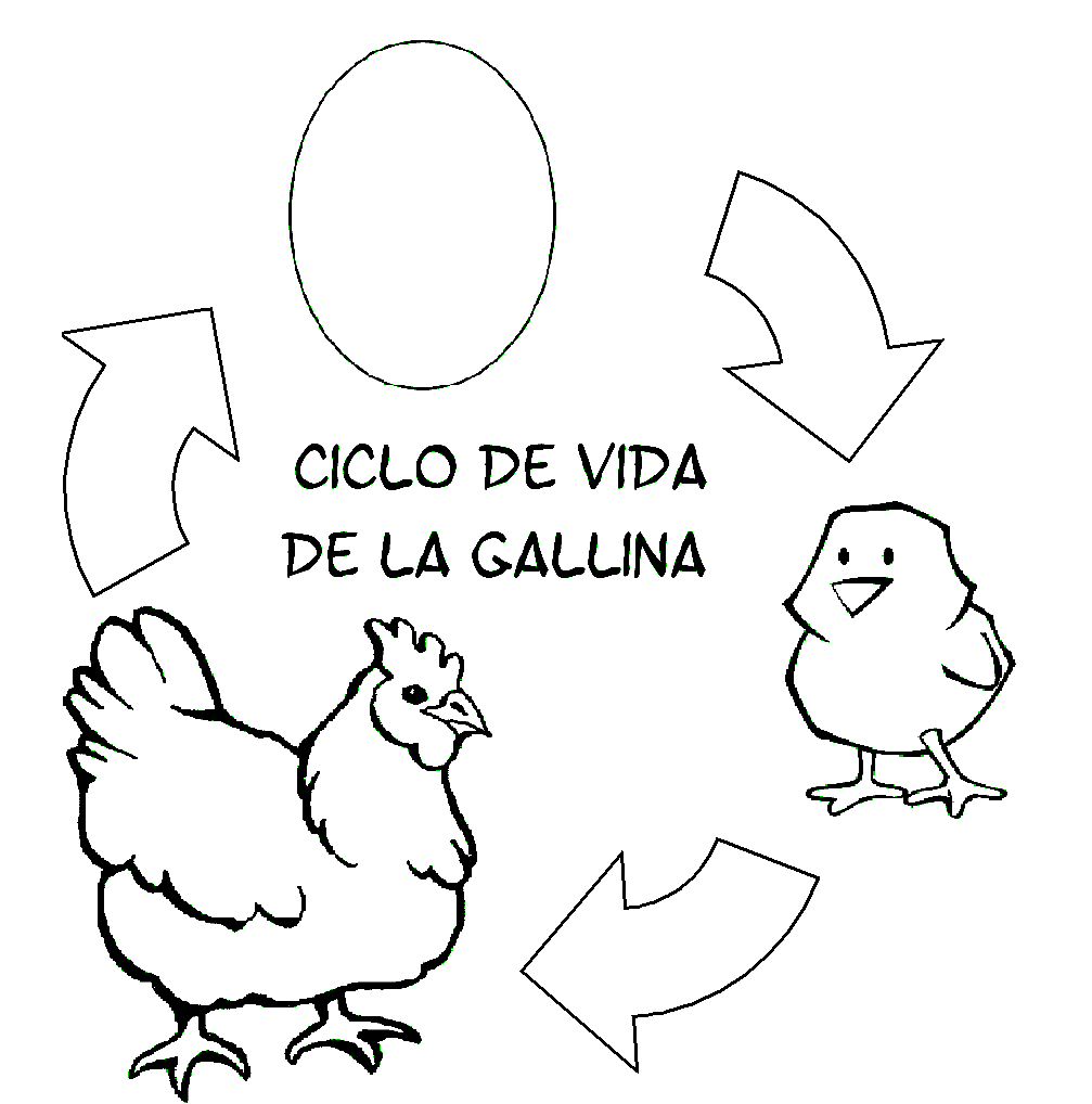 Recursos y actividades para educaciãn infantil ciclo de la vida de una gallina