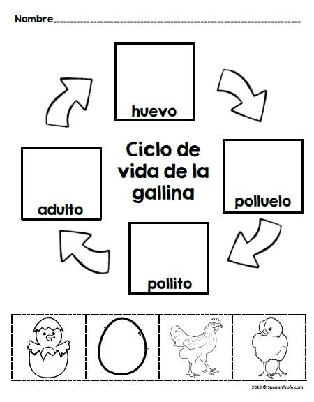 Chicken life cycle in spanish las gallinas gallos y pollitos â bilingual marketplace