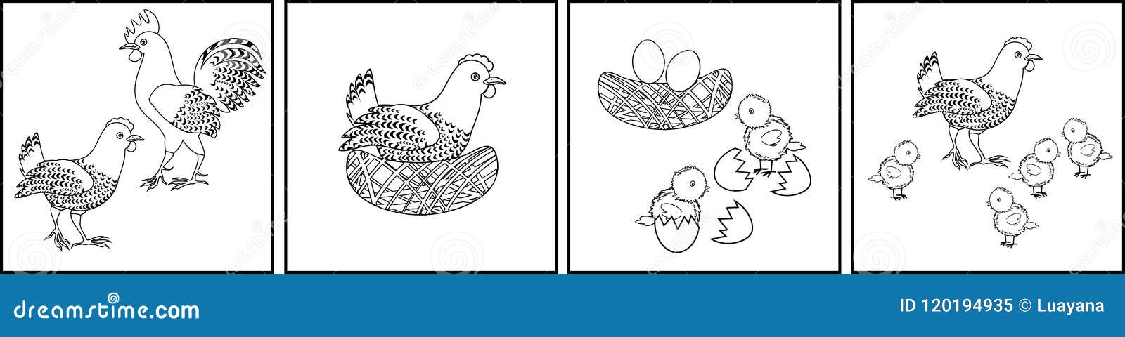 Ciclo de vida del pollo ilustraciãn del vector ilustraciãn de cubo