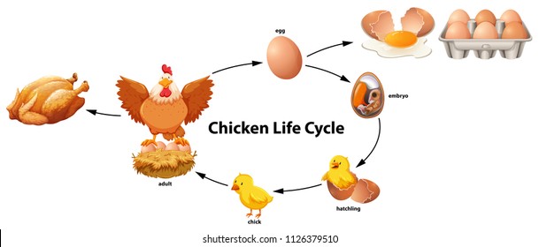 Chicken life cycle stages realistic infographic stock vector royalty free