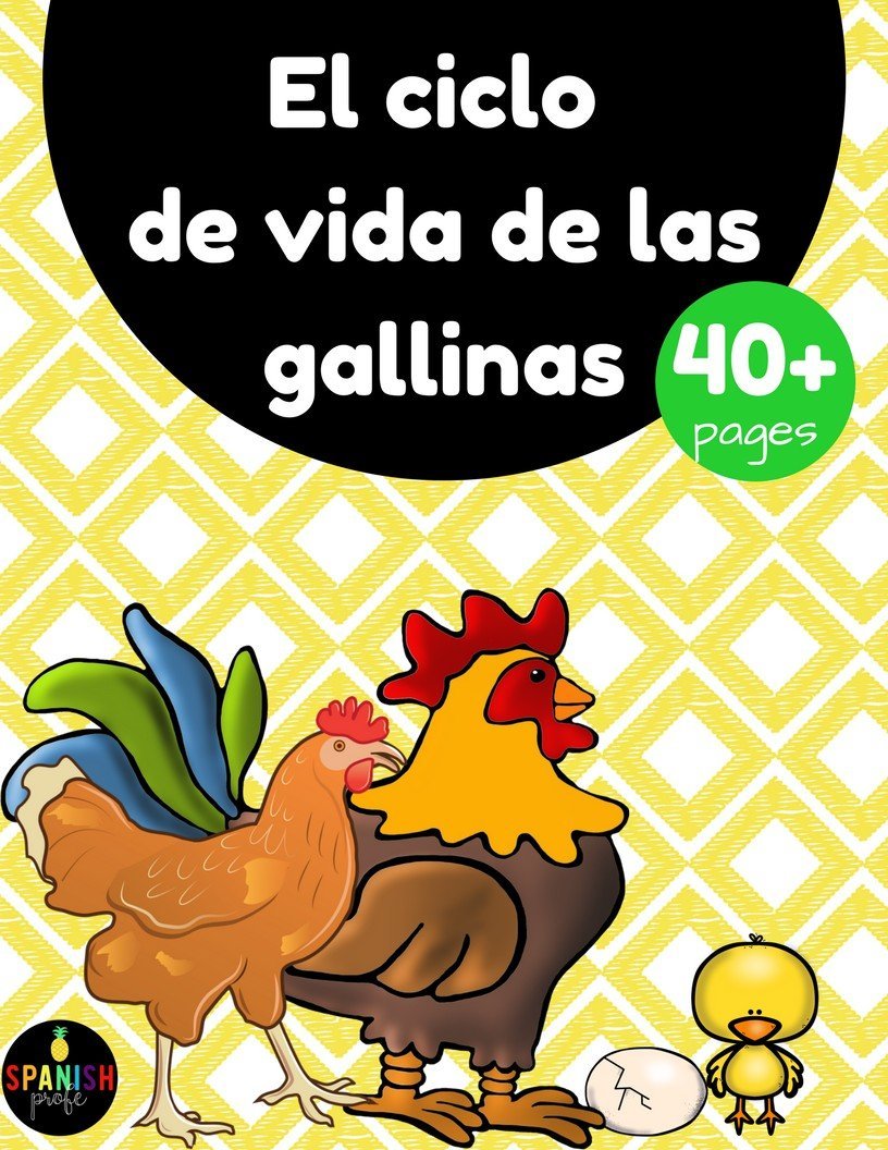 Chicken life cycle in spanish las gallinas gallos y pollitos â bilingual marketplace
